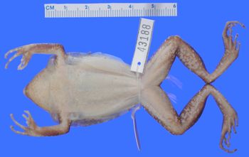 Media type: image; Herpetology A-43188